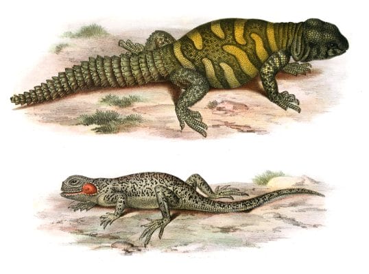 Antique Animal Illustration of two patterned lizards on natural dirt ground isolated on a white background