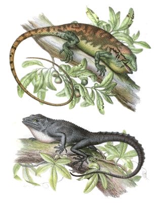 Antique Animal Illustration Of Various Lizards In The Public Domain