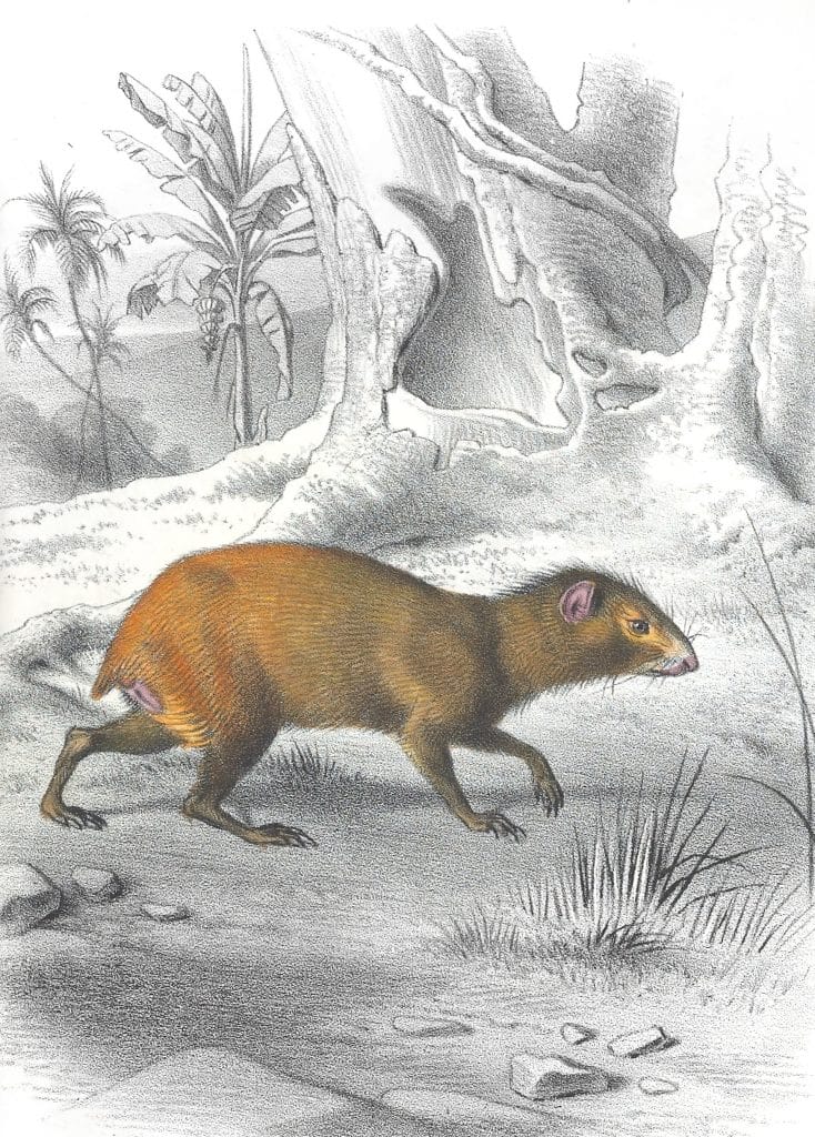Antique Animal Illustration Of Agouti Rat In The Public Domain