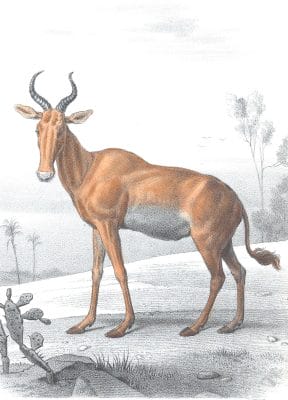 Antique Animal Illustration Of Antelope In The Public Domain
