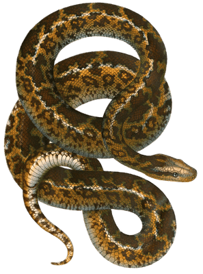 Antique Animal Illustration Of Brown Patterned Atrophis Tigris Snake In The Public Domain. From the vintage natural history book Bilder-Atlas zur wissenschaftlich-populären Naturgeschichte der Wirbelthiere by Fitzinger, Leopold Joseph.