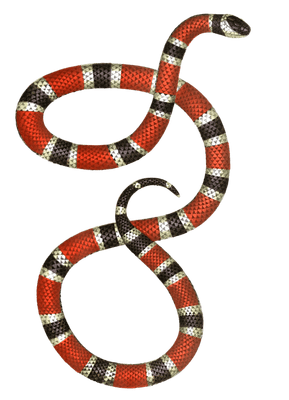 Antique Animal Illustration Of A Red and Black Banded SNake In The Public Domain. From the vintage natural history book Bilder-Atlas zur wissenschaftlich-populären Naturgeschichte der Wirbelthiere by Fitzinger, Leopold Joseph.