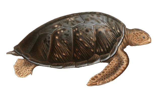 Antique Animal Illustration Of Chelonia Mydas Green Sea Turtle In The Public Domain. From the vintage natural history book Bilder-Atlas zur wissenschaftlich-populären Naturgeschichte der Wirbelthiere by Fitzinger, Leopold Joseph.