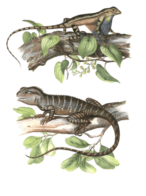 Antique Animal Illustration Of Fan Throated Lizard Sitana Ponticeriana In The Public Domain