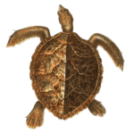 Antique Animal Illustration Of Hawksbill Sea Turtle Eretmochelys Imbricata In The Public Domain. From the book Bilder-Atlas zur wissenschaftlich-populären Naturgeschichte der Wirbelthiere by Fitzinger, Leopold Joseph.