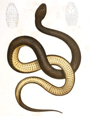 Antique Animal Illustration Of Helicops Carnicaudus Snake