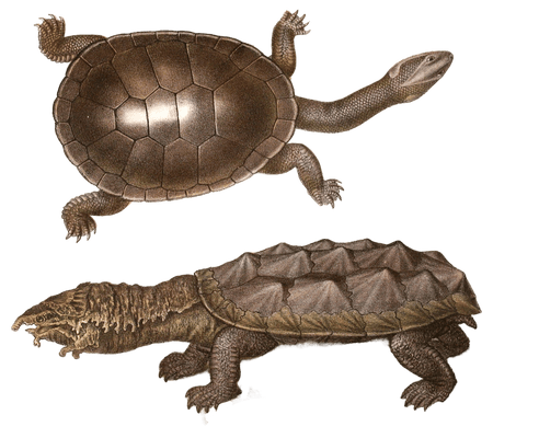 Antique Animal Illustration Of Hyclraspis Longicollis Long Necked Turtle