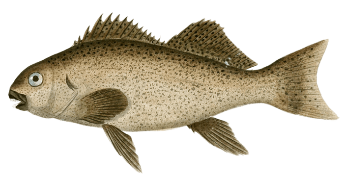 Aplodactyle Ponctue Vintage Fish Illustrations In The Public Domain