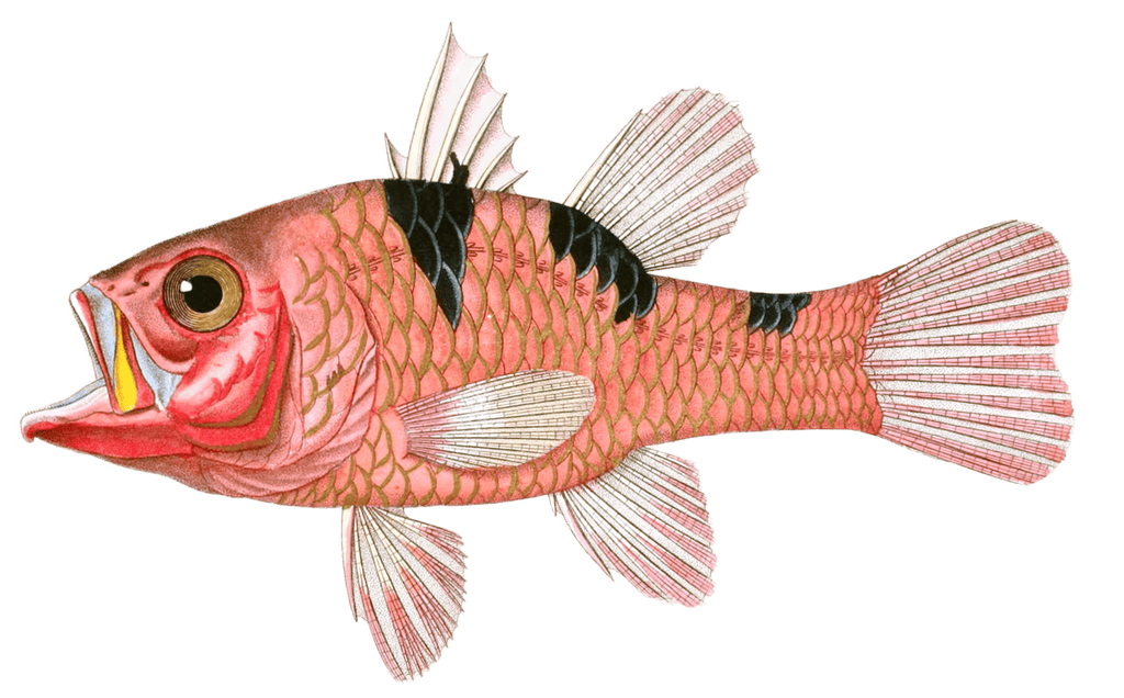 Apogon A Trois Taches Apogon Trimaculatus. N. Vintage Fish Illustrations In The Public Domain