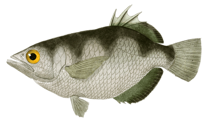 Archer Sagittaire Vintage Fish Illustrations In The Public Domain