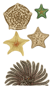 Asterie Discoide Patte Doie Gentille Parquetee Various Starfish Vintage Starfish Illustrations In The Public Domain