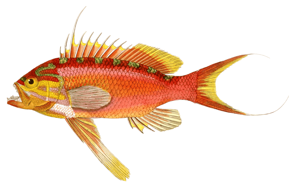 Barbier De La Mediterranee Serranus Anthias Vintage Fish Illustrations In The Public Domain