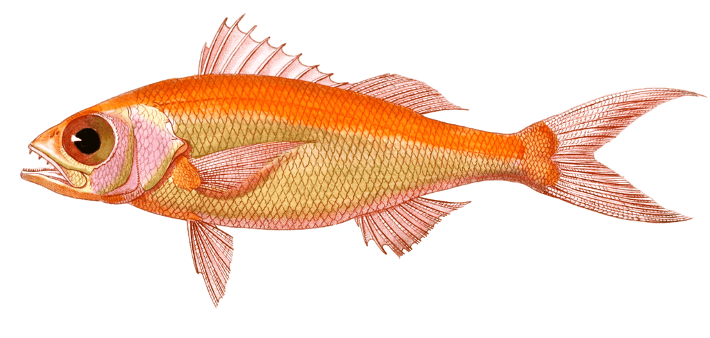 Barbier Gros Yeux Serranus Oculatus. N. Vintage Fish Illustrations In The Public Domain