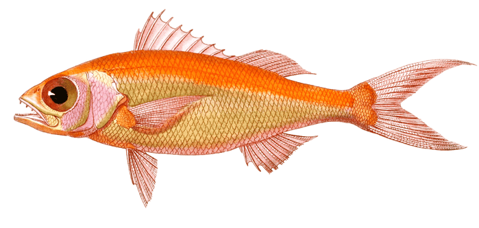 Barbier Gros Yeux Serranus Oculatus. N. Vintage Fish Illustrations In The Public Domain