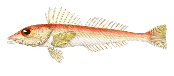 Bembras Du Japon Vintage Fish Illustrations In The Public Domain