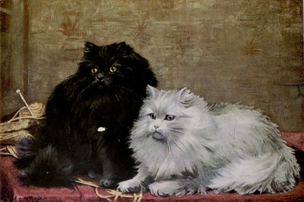 Black And Wihte Persian Cats Vintage Cat Illustrations In The Public Domain
