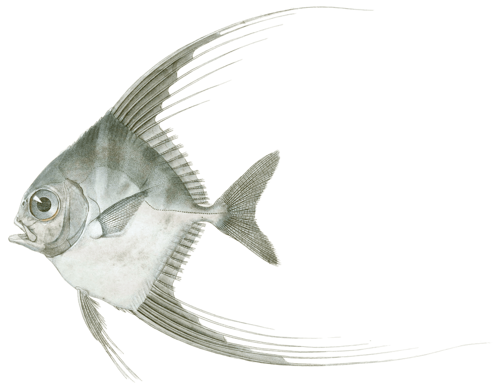 Blepharis Des Antilles Vintage Fish Illustrations In The Public Domain