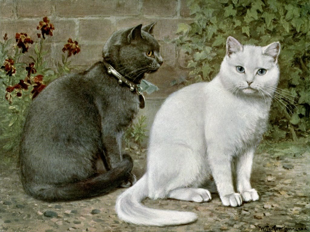 Blue And Wihte Short Haired Cats Vintage Cat Illustrations In The Public Domain
