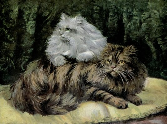 Brown Tabby And Silver Persians Cats Vintage Cat Illustrations In The Public Domain