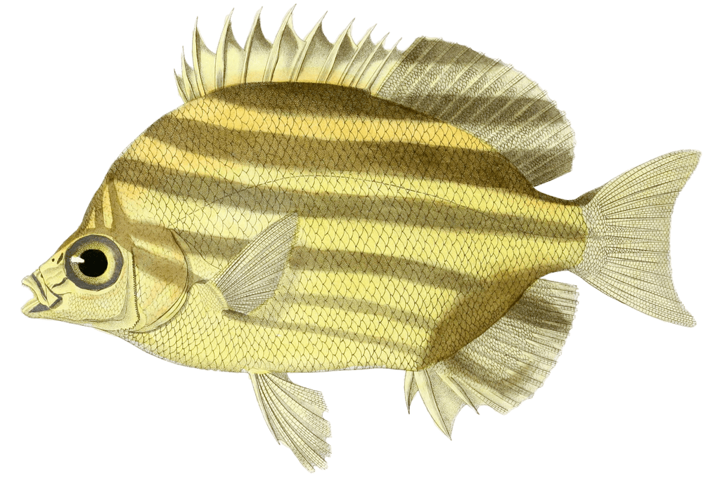 Butterflyfish Chetodon Rubanne Vintage Fish Illustrations In The Public Domain