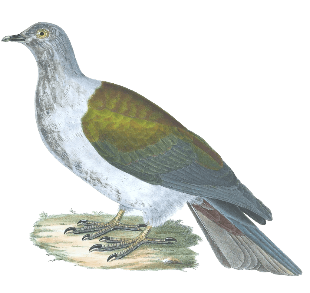Carpophaca Chalybura Vintage Dove Illustrations In The Public Domain