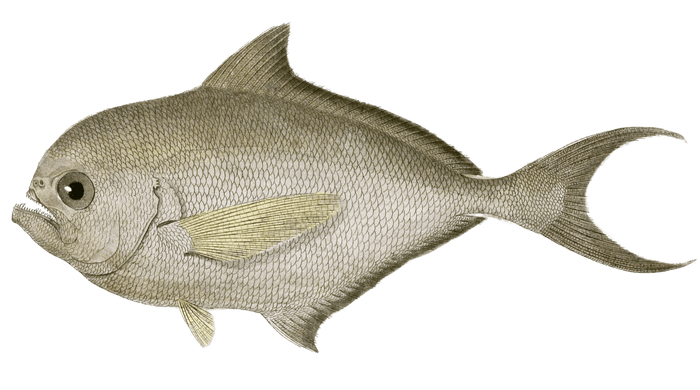 Castagnole De La Mediterranee Vintage Fish Illustrations In The Public Domain