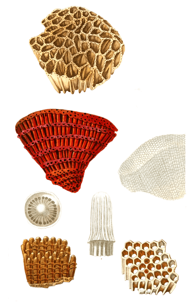 Catenipore Escharoide Vintage Coral Illustrations In The Public Domain