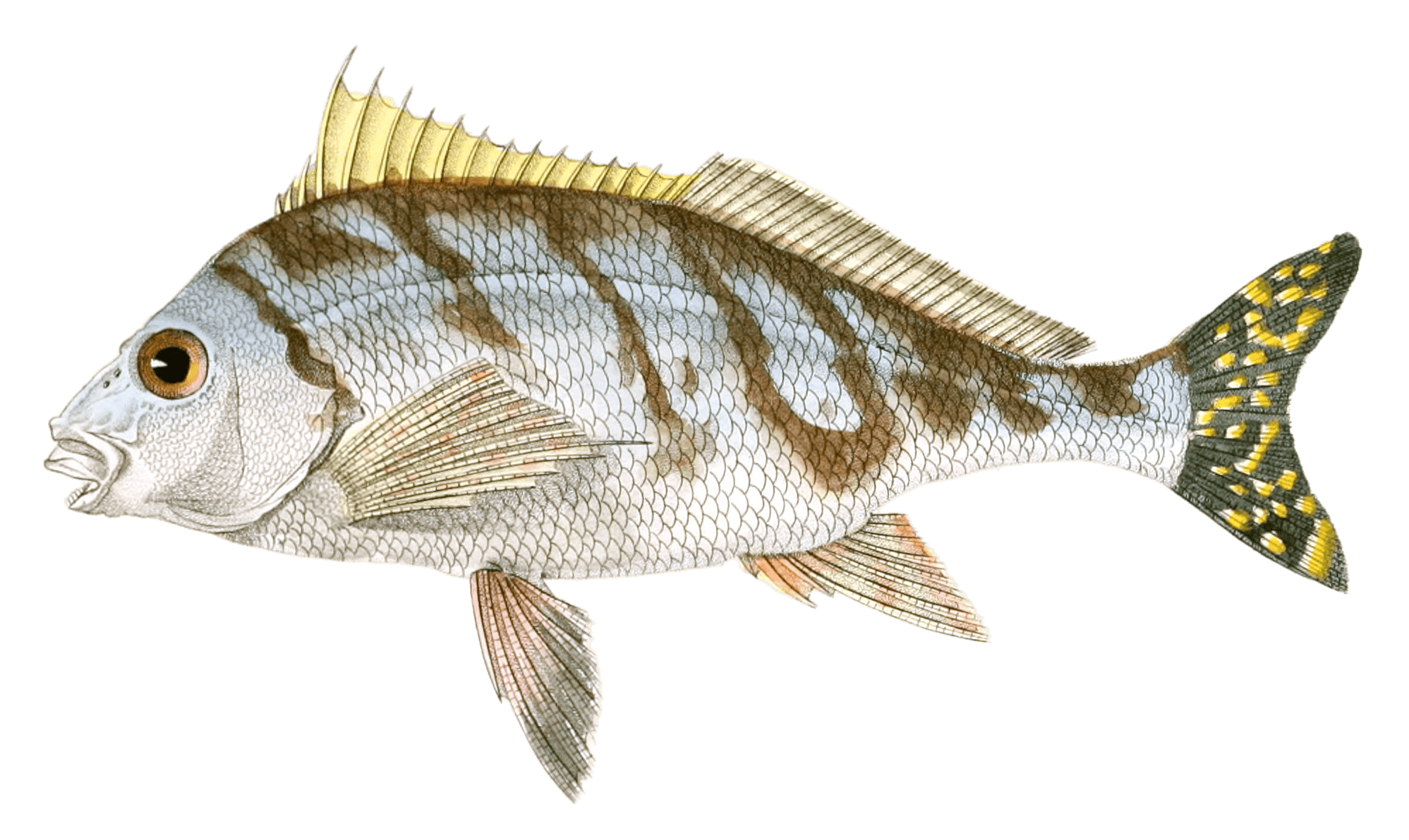 Cheilodactyle A Ceintures Vintage Fish Illustrations In The Public Domain