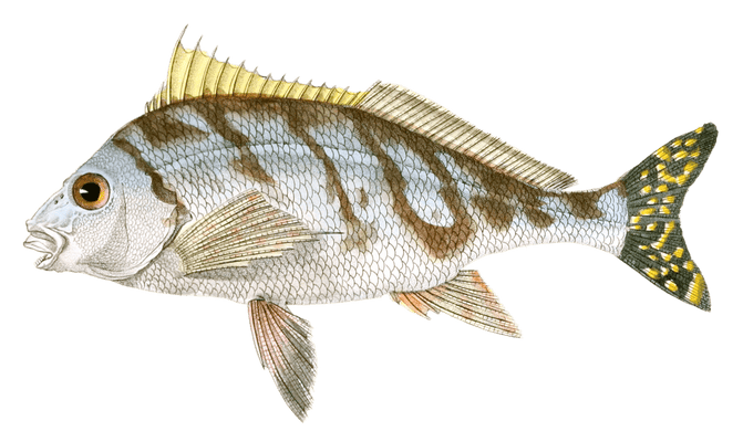 Cheilodactyle A Ceintures Vintage Fish Illustrations In The Public Domain