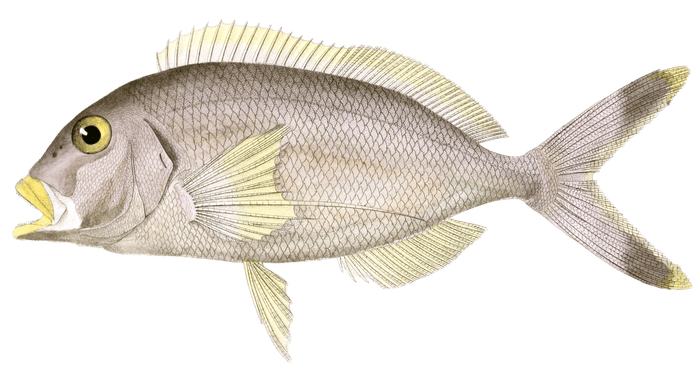 Cheilodactyle A Long Doigt Vintage Fish Illustrations In The Public Domain