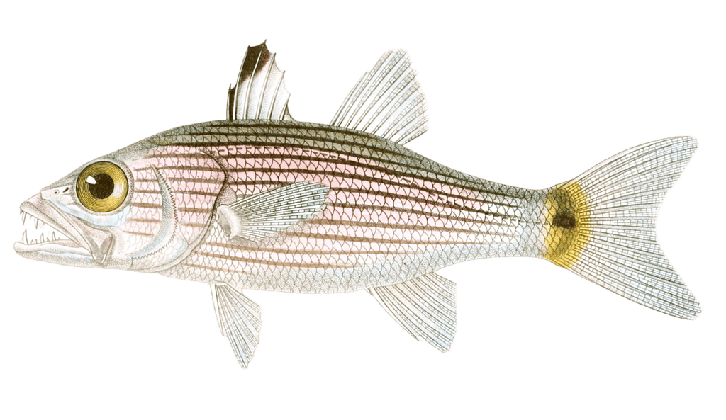 Cheilodiptere Arabique Cheilodipterus Arabicus. N. Vintage Fish Illustrations In The Public Domain