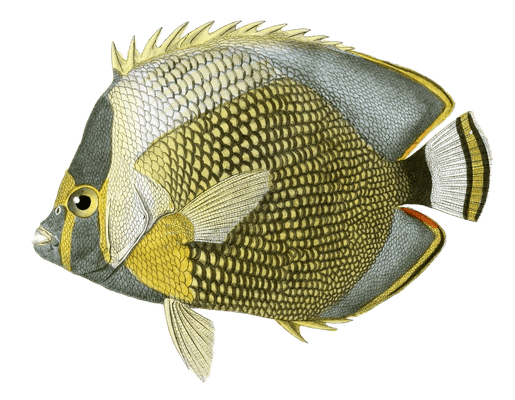 Chetodon Maille Vintage Fish Illustrations In The Public Domain