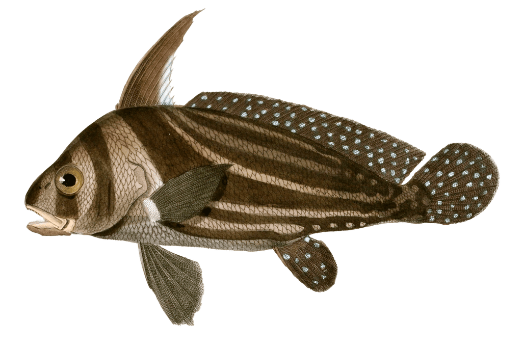 Chevalier Ponctue Vintage Fish Illustrations In The Public Domain