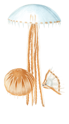 Chrysaore Jaune Jellyfish Vintage Jellyfish Illustrations In The Public Domain