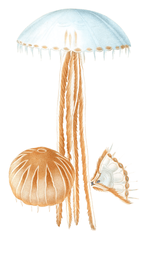 Chrysaore Jaune Jellyfish Vintage Jellyfish Illustrations In The Public Domain