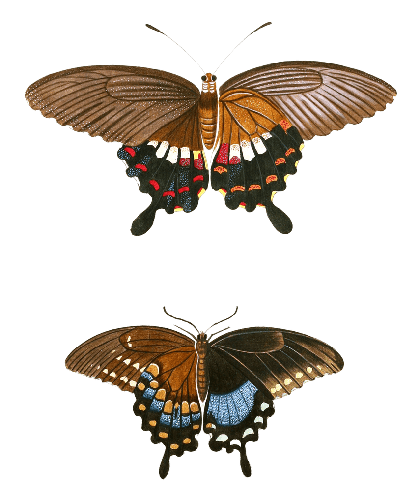 Common Mormon Polytes Spicebush Swallowtail Troilus Vintage Butterfly Illustration
