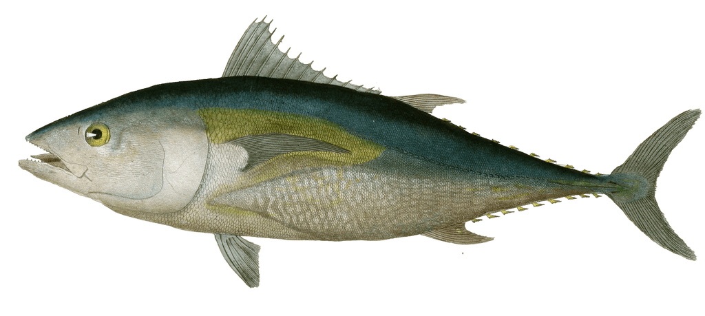 Common Tuna Thon Commum Vintage Fish Illustrations In The Public Domain