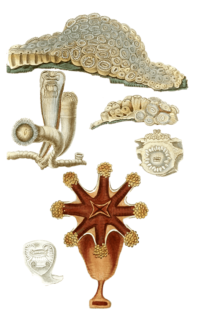 Corticifere Glareole Vintage Coral Illustrations In The Public Domain