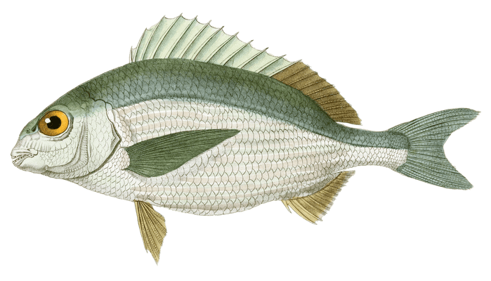 Crenidens De Forskal Vintage Fish Illustrations In The Public Domain