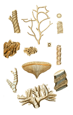 Cricopre Elegant Vintage Coral Illustrations In The Public Domain