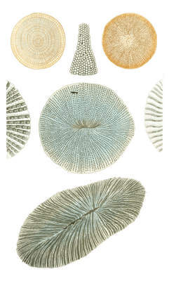 Cycolite Numismale Vintage Coral Illustrations In The Public Domain