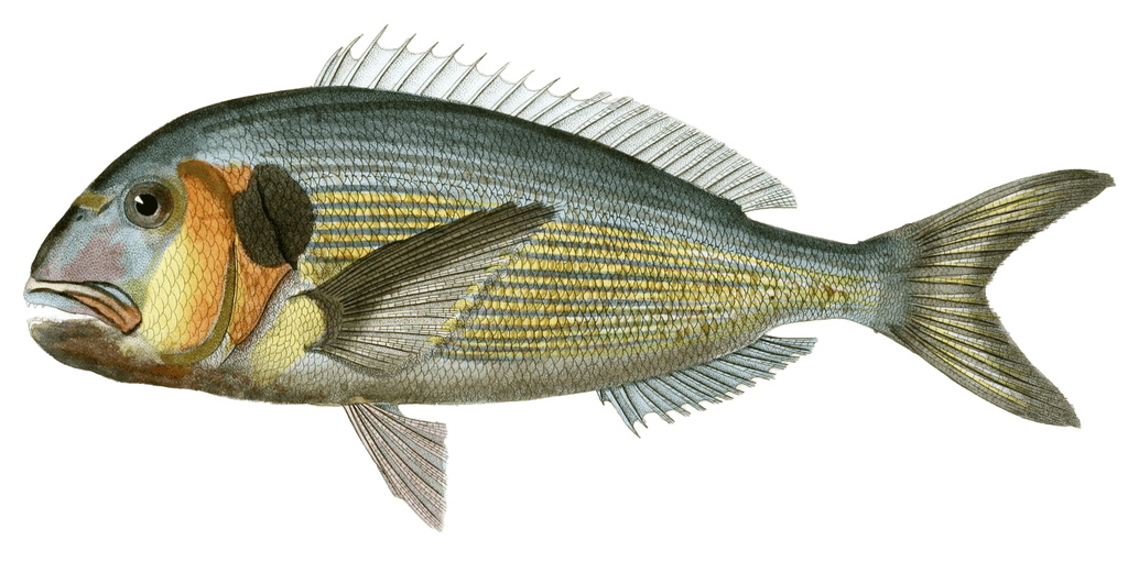 Daurade A Museau Renfle Vintage Fish Illustrations In The Public Domain