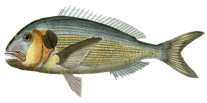 Daurade A Museau Renfle Vintage Fish Illustrations In The Public Domain