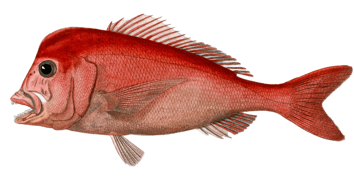 Daurade A Tete Bossue Vintage Fish Illustrations In The Public Domain