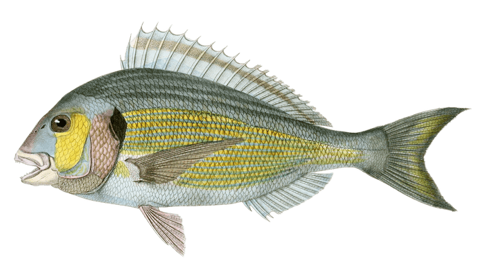 Daurade Vulgaire Vintage Fish Illustrations In The Public Domain