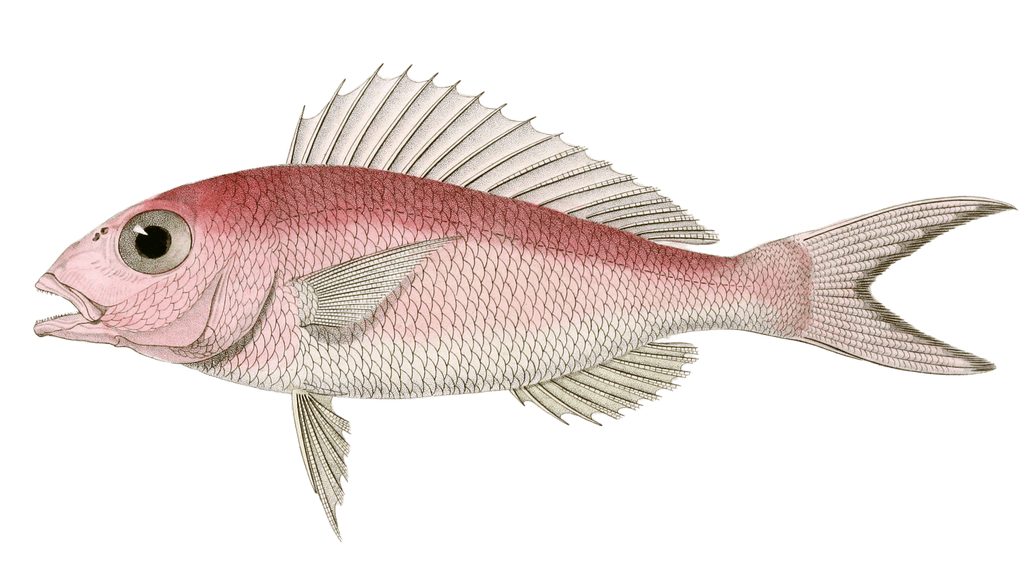 Dente De Peron Vintage Fish Illustrations In The Public Domain