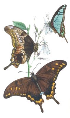 Descriptions Of Two New Species Of Papilio From North India Vintage Butterfly Illustration Vintage Butterfly Illustration Vintage Butterfly Illustration