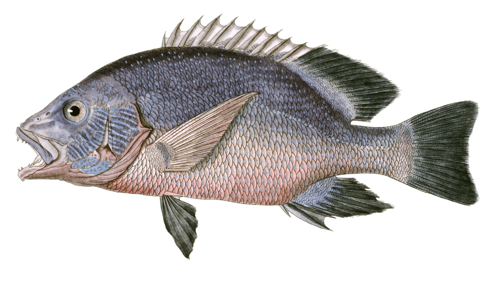 Diacope A Lignes Flexueuses Diacope Riv Vintage Fish Illustrations In The Public Domain