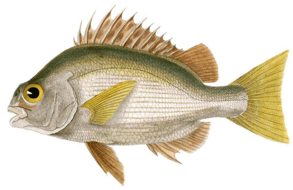 Diagramma A Front Concave Vintage Fish Illustrations In The Public Domain