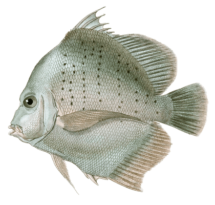 Drepane Ponctuee Vintage Fish Illustrations In The Public Domain